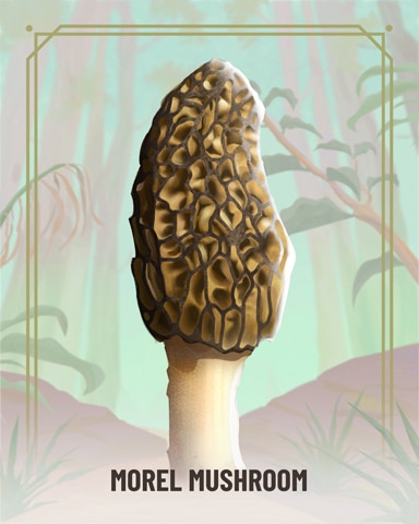 Morel Fungi Badge - Canasta HD