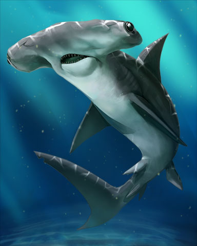 Hammerhead Shark Badge - Tri-Peaks Solitaire HD