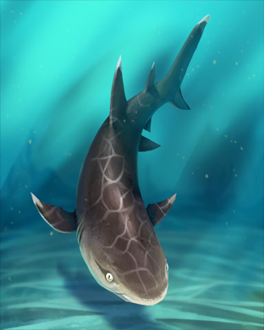 Whitetip Reef Shark Badge - Lottso! Express HD