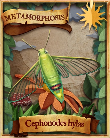 Coffee Clearwing Moth Metamorphosis Badge - Canasta HD