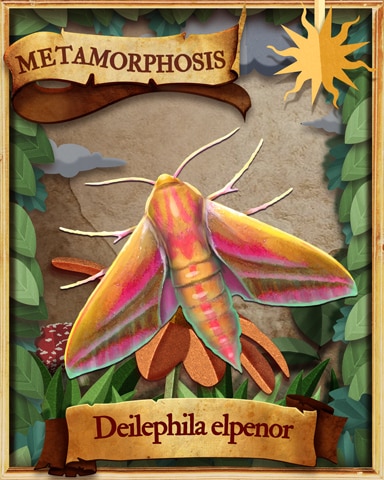 Elephant Hawk Moth Metamorphosis Badge - Spades HD