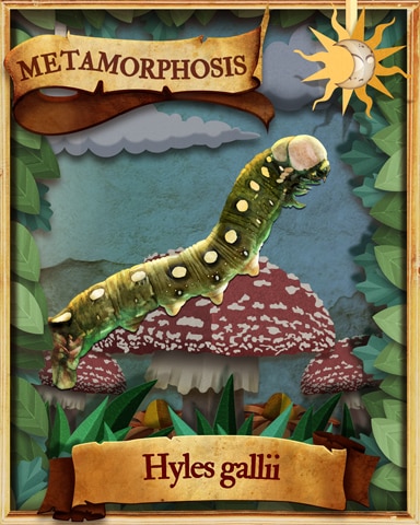 Galium Sphinx Moth Caterpillar Metamorphosis Badge - Aces Up! HD