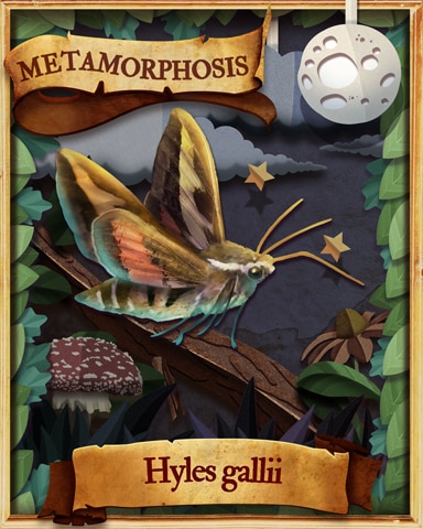 Galium Sphinx Moth Metamorphosis Badge - Jungle Gin HD