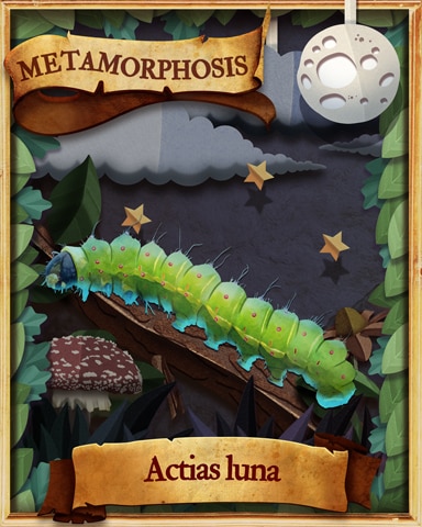 Luna Moth Caterpillar Metamorphosis Badge - Dice City Roller HD