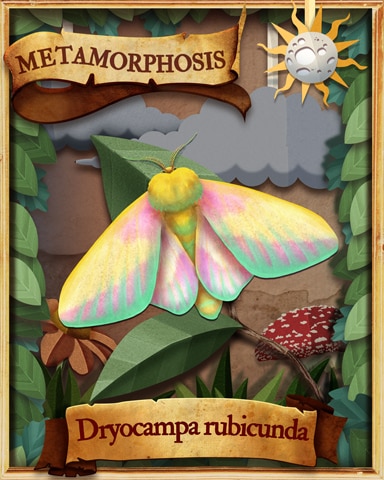 Rosy Maple Moth Metamorphosis Badge - Jet Set Solitaire