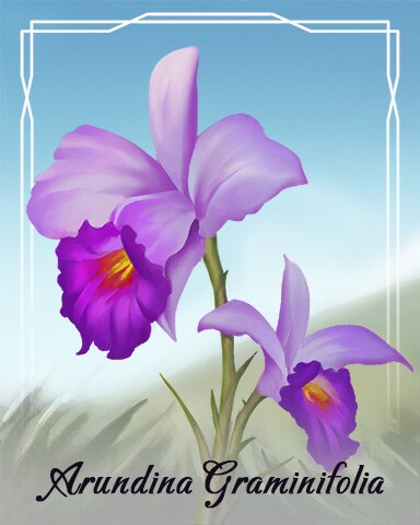 Arundina Graminifolia Orchid Badge - Tri-Peaks Solitaire HD