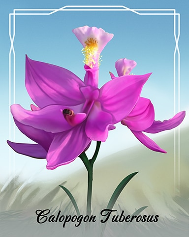Calopogon Tuberosus Orchid Badge - Jungle Gin HD