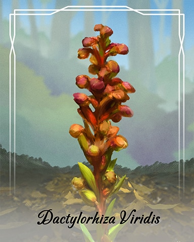 Dactylorhiza Viridis Orchid Badge - Tri-Peaks Solitaire HD