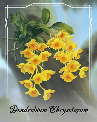 Dendrobium Chrysotoxum Orchid Badge - Canasta HD