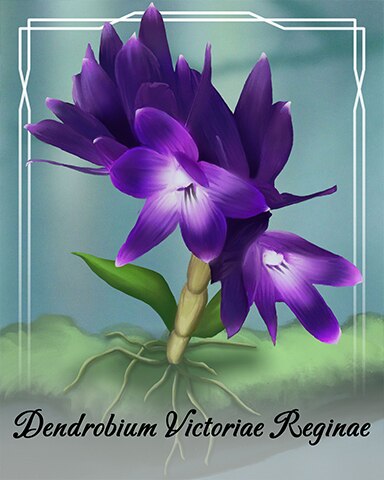 Dendrobium Victoriae Reginae Orchid Badge - Spades HD