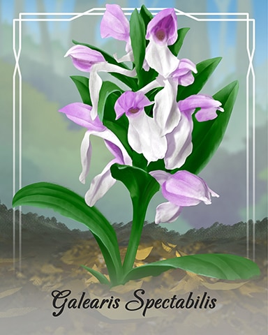 Galearis Spectabilis Orchid Badge - Word Whomp HD
