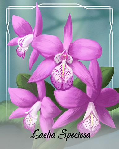 Laelia Speciosa Orchid Badge - Dice City Roller HD
