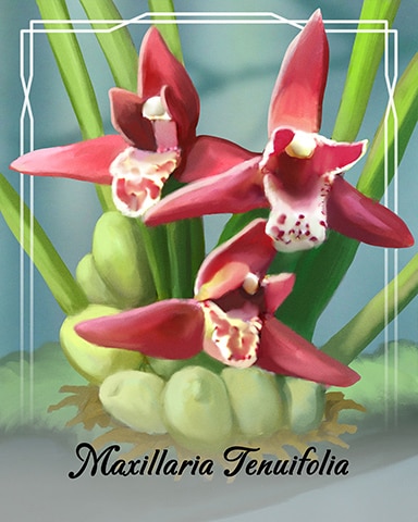 Maxillaria Tenuifolia Orchid Badge - First Class Solitaire HD