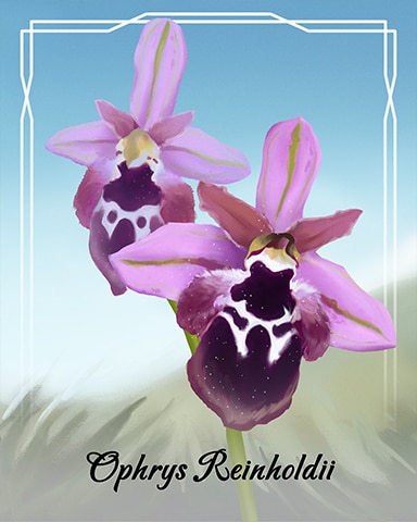 Ophrys Reinholdii Orchid Badge - Jungle Gin HD