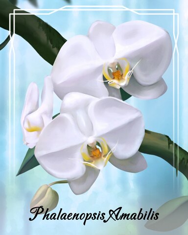 Phalaenopsis Amabilis Orchid Badge - Thousand Island Solitaire HD