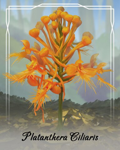 Platanthera Ciliaris Orchid Badge - Tri-Peaks Solitaire HD