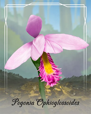 Pogonia Ophioglossoides Orchid Badge - Word Whomp HD