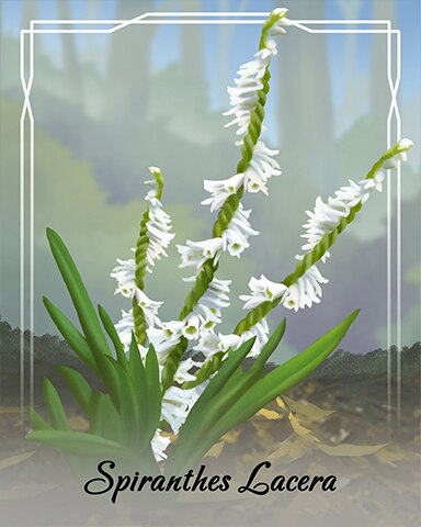 Spiranthes Lacera Orchid Badge - Jungle Gin HD