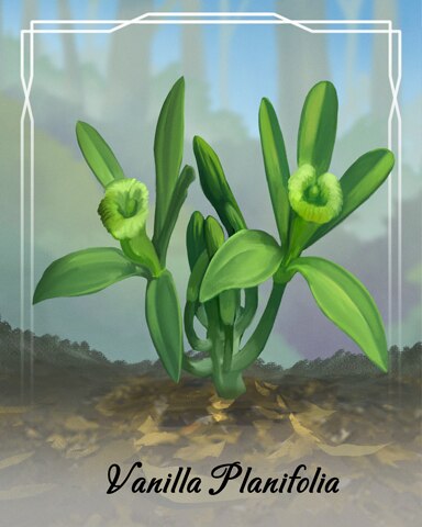 Vanilla Planifolia Orchid Badge - Canasta HD