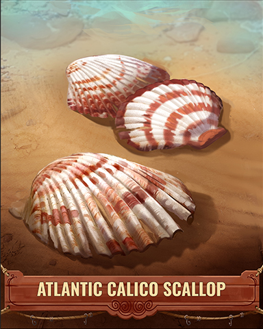 Atlantic Calico Scallop Shell Badge - Sweet Tooth Town