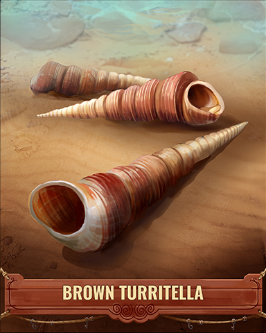 Brown Turritella Shell Badge - Word Whomp HD