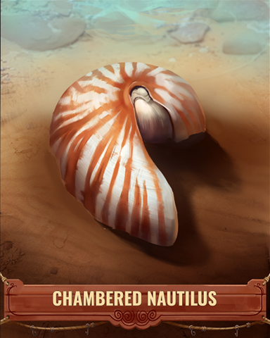 Chambered Nautilus Shell Badge - Poppit! Bingo