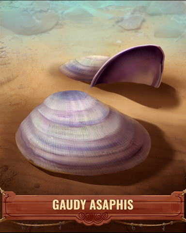 Gaudy Asaphis Shell Badge - Snowbird Solitaire