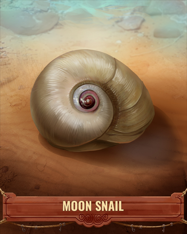 Moon Snail Shell Badge - Claire Hart Classic