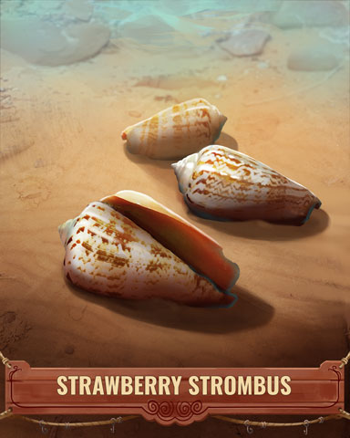 Strawberry Strombus Shell Badge - Quinn's Aquarium