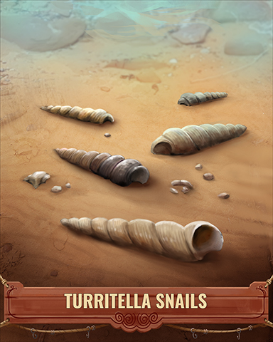 Turritella Snails Shell Badge - Tumble Bees HD