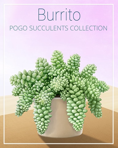 Burrito Succulent Badge - Canasta HD