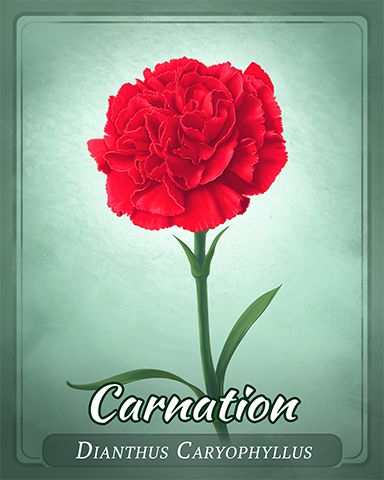 Carnation Badge - Lottso! Express HD