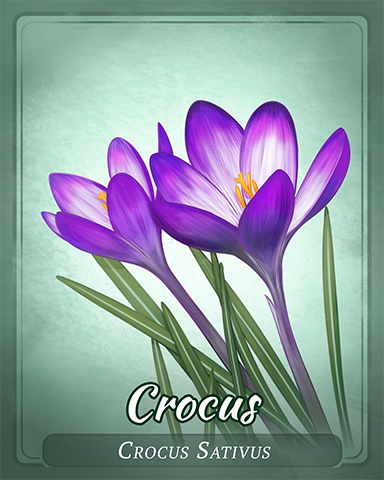 Crocus Badge - Canasta HD