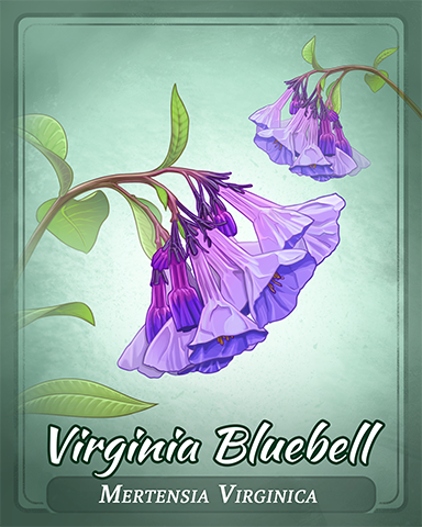 Virginia Bluebell Badge - Aces Up! HD