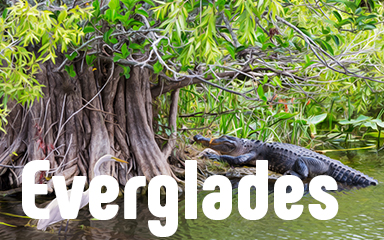 Everglades Badge - Vanishing Trail