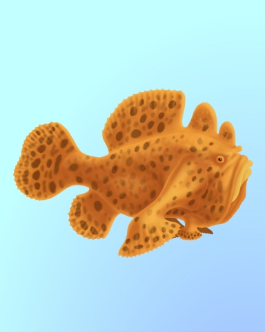 Fancy Frogfish Badge - Quinn's Aquarium