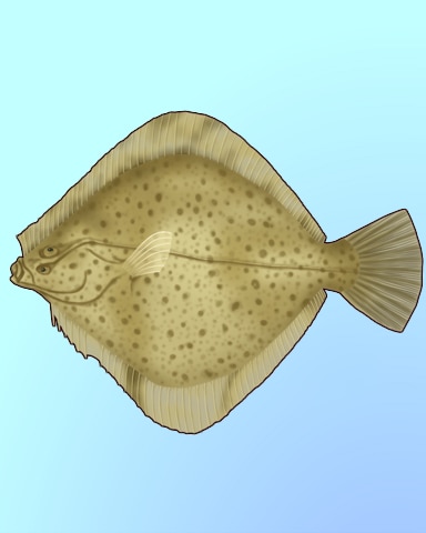 Flat Flounder Badge - Quinn's Aquarium