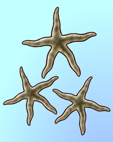 Sandy Stars Badge - Quinn's Aquarium