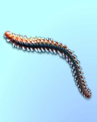 Fireworm Display Badge - Quinn's Aquarium