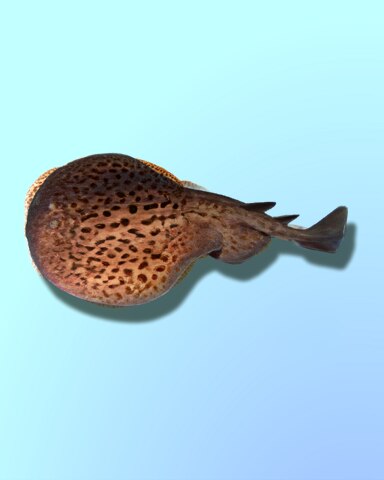 A Shocking Sight Badge - Quinn's Aquarium