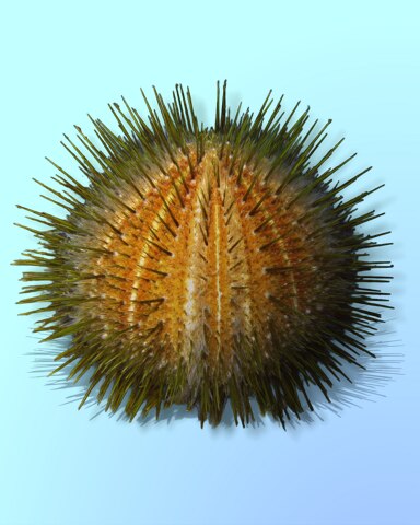 Sharp Melon Badge - Quinn's Aquarium