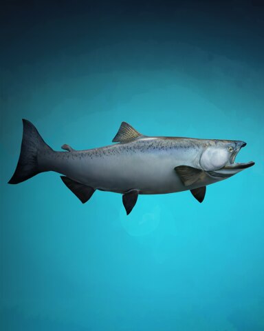 Super Salmon Badge - Quinn's Aquarium Super Salmon Badge - Quinn's Aquarium