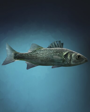 Superb Seabass Badge - Quinn's Aquarium