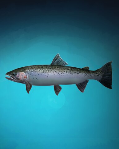 Tenacious Trout Badge - Quinn's Aquarium Tenacious Trout Badge - Quinn's Aquarium